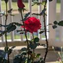 coconutknightshade avatar