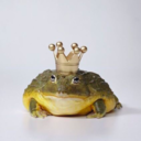 coconutlullaby avatar