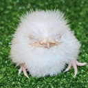 coconutmammal7356 avatar