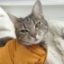 coconuttshark avatar