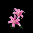 cocopopsandalmondmilk avatar