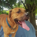 cocoseaturtle avatar