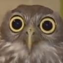 codytheponceboy avatar