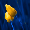 coffee-addict-11 avatar