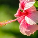 coffee-andcake avatar