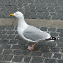 coffeebreadbutter avatar