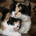 coffeeforcrumpet avatar