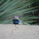 coffeeisalaxative avatar