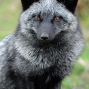 coffeineinbrain avatar