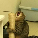 cofflecoffee-blog avatar