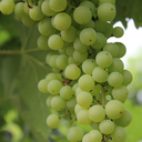 cognac-expert avatar