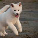 coinopcollectables avatar