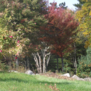 cold-air-hot-tea avatar