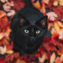 cold-autumn avatar