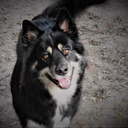 coldnerdkidwolf avatar