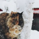 coldpawswarmhearts avatar