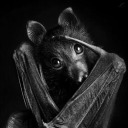 colibri-stanco avatar