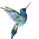 colibrinoire avatar