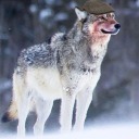 colins-furry-tendencies avatar