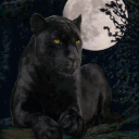 collantswifepanther avatar