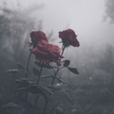 collapsiblecosmos avatar