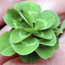 collecting-clovers avatar