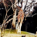 collectingsuki avatar