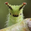 collector-of-bugs avatar