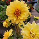 collector-student avatar