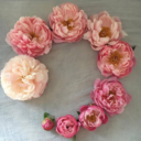 colleyfllower avatar