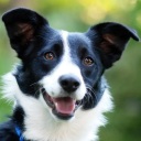 collie-pup avatar