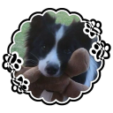 colliekid avatar