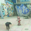 colombia-querida avatar