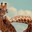 colombianthebest avatar