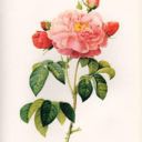 colombiasoons avatar