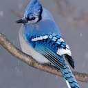 colonelxbluejay avatar