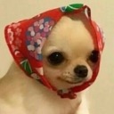 color-coded-bear avatar