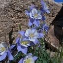 colorado-nature avatar