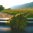 coloradocrusade avatar