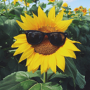 coloradosunflower avatar