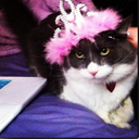 coloraturakitten avatar