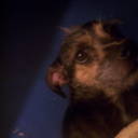 colorcambiante avatar