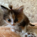 colorful-plant avatar