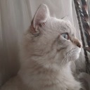 colorfulcolorsludgesalad avatar