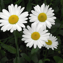 colorfulestparadise avatar