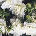 colorfulraven avatar