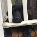 colorguardislife96 avatar