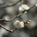 colorlessblossom avatar