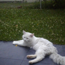 colormeblack77 avatar