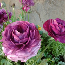 colormewithyourmind avatar